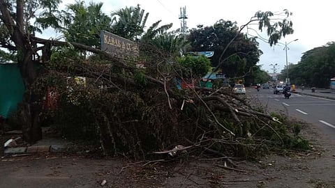 Video : निसर्ग वादळाचा तडाखा; पाच दिवसांपासून 'ते' झाड अद्याप पडूनच!