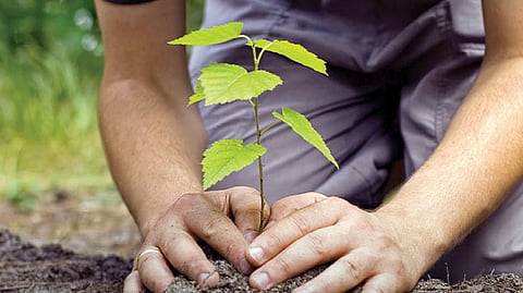 Tree-Plantation