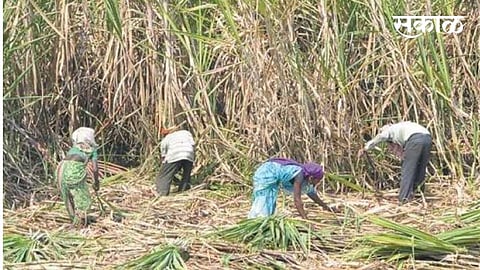 Sangli The production of sugar in the district has increased by 44 lakh quintals this year