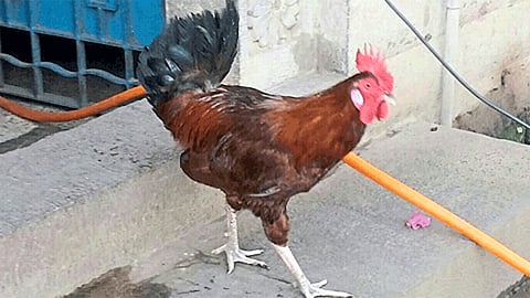 terror of hen in kolhapur mazgaon