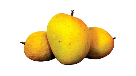 hapus mango enter at kolhapur market