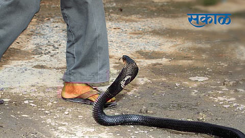 snake bite