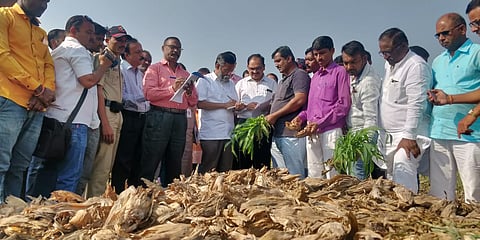 कडेगाव (ता. बदनापूर) : अतिवृष्टीत नुकसान झालेल्या मका पिकाची पाहणी करताना केंद्रीय पथक.