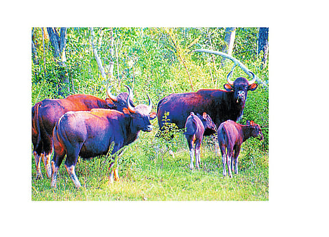 1678 Hectare Agriculchar Land Unuse In Ajara Taluka Kolhapur Marathi News