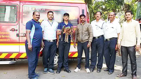 marathi news pune Black kite rescue
