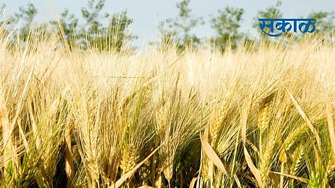 Wheat crop flourished in the drought belt of Malegaon taluka Nashik Marathi News
