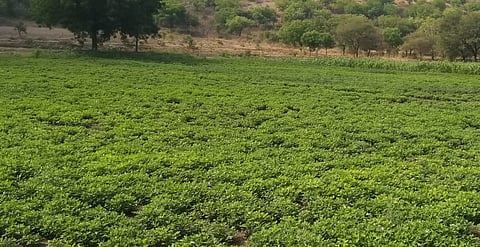 उन्हाळी भूइमुग.jpg