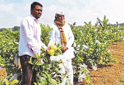 Earned 40 lakhs in eight and a half acres