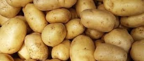 Potatoes are a native American fruit