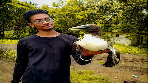 विरारमध्ये आढळला जखमी अवस्थेतील 'ब्राऊन बुबी' पक्षी; उपचारासाठी पक्षीमित्रांची रुग्णालयात धाव
