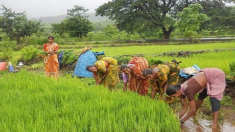 रायगड जिल्हातील पावसाने शेतकरी वर्ग सुखावला; भातलावणीच्या कामांना वेग
