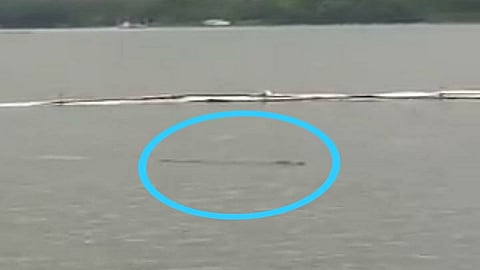 पवई तलावात मुर्ती विसर्जनासाठी जाणार असाल तर सावधान! तलावात आढळली भली मोठी मगर