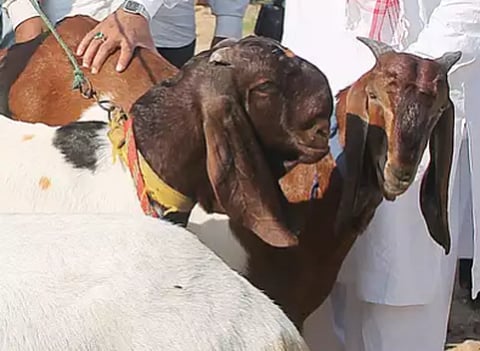 बकरी ईदच्या पार्श्वभुमीवर राज्यात तगडा बंदोबस्त; अवैध प्राण्यांच्या वाहतूकीवर जबर कारवाई होणार