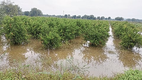 Two hundred and fifty crore rupees loss of pomegranate