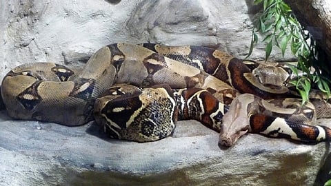 15 foot python found in belgaum area wait also very high