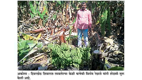 केळी बाग घेतली तोडायला