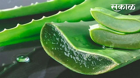 सौंदर्य, आरोग्यासाठी बहुउपयोगी अशी कोरफड; जाणून घ्या तिचे फायदे