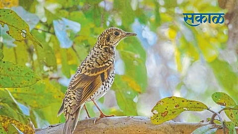 The first record of a spotted musk bird Amravati bird news