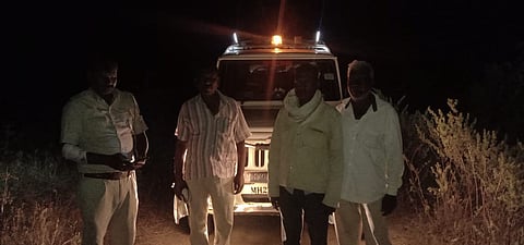 The leopard again hunted a cow