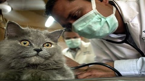 कोरोना संकटातही पशु-पक्ष्यांना मिळाला आधार; खाद्यपुरवण्यापासून ते औषधोपचार करण्यापर्यंत केले कार्य