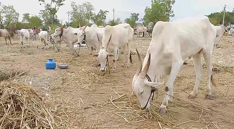 Animal market in Karthiki Wari of Pandharpur canceled
