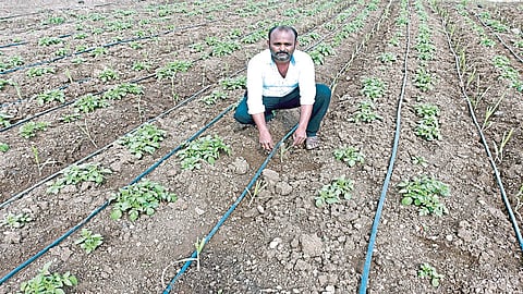 खटाव तालुक्यातील शेतकऱ्यांचा आंतरपिके घेण्याकडे कल; बटाटा, कांदा, वाटाण्याला सर्वाधिक पसंती