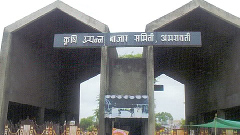 farmers does not come in APMC for selling grains in amravati