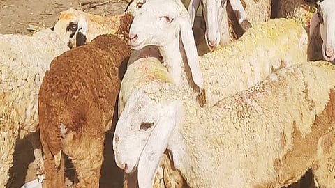 After seven months, Atpadi is today a sheep and goat market