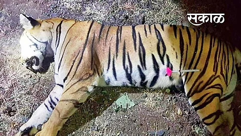 sc on avani tigress killed issue in yavatmal