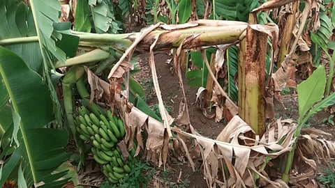 Damage to orchards due to rain
