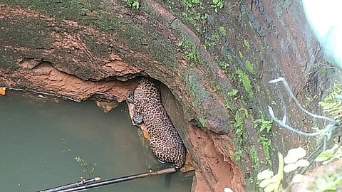 incident at Devrukh Ambavali 2 hours effort of forest department Surviving a leopard