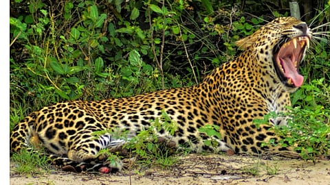 भिगवण भागात वाढली बिबट्याची दहशत