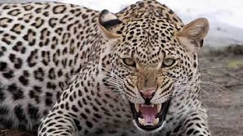 निसर्गरम्य काशिदमध्ये याची आहे  दहशत