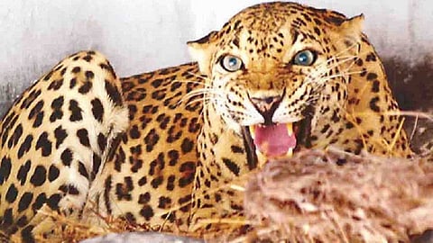 बिबट्याचा वावर