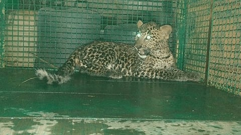 After three hours of tireless efforts leopard fell into the well