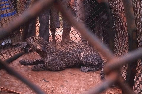 ratnagiri Forest Department Life saving female of leopard