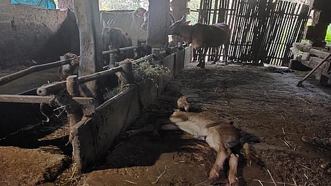 leopard attack on calf on this attack calf dead in ratnagiri