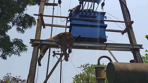 leopard and monkey both died in ratnagiri konkan marathi news