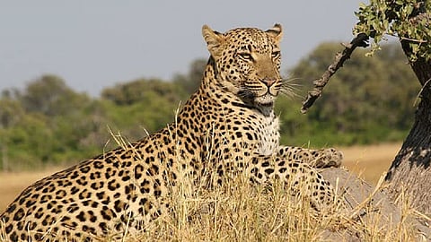 leopard attack on ship 10 ship dead in rajapur ratnagiri