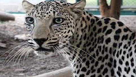 leopard fall in 20 meter well but village people save in sindhudurg