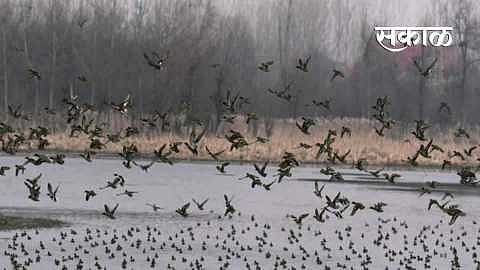 Akola Marathi News Increased risk of bird flu; Vigilance zone declared at four places, awaiting report of samples