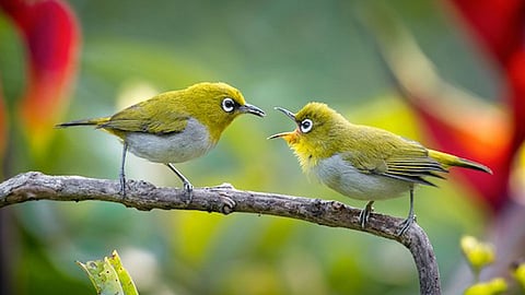 भारीच! सातारा जिल्ह्यातील किरकसाल निवडणार 'ग्रामपक्षी'