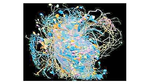 सर्च-रिसर्च : मेंदूचा ‘कनेक्टोम’