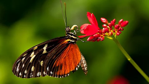 butterfly.j