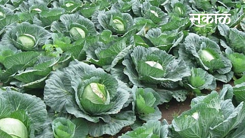 Sanjay Raut from Chikhalthan has grown a lot of cabbage in 50 days