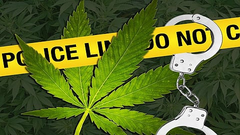 पिंपरी-चिंचवड परिसरात गांजा तस्करीचं सत्र सुरूच; हिंजवडी, चाकणनंतर भोसरीत कारवाई