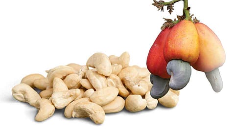 Problem With Cashew In Sindhudurg Due To Adulteration