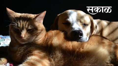 पिंपरी-चिंचवड महापालिका आकारणार प्राण्यांच्या अंत्यविधीसाठी शुल्क!