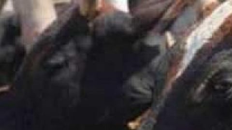 Animal Smugling news