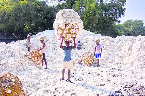 cci cotton kharedi